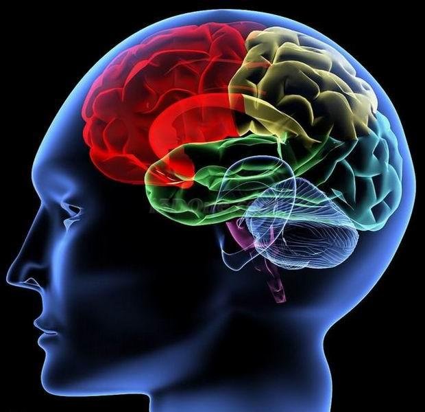 科学家3d打印人类大脑 欲揭晓褶皱形成之谜